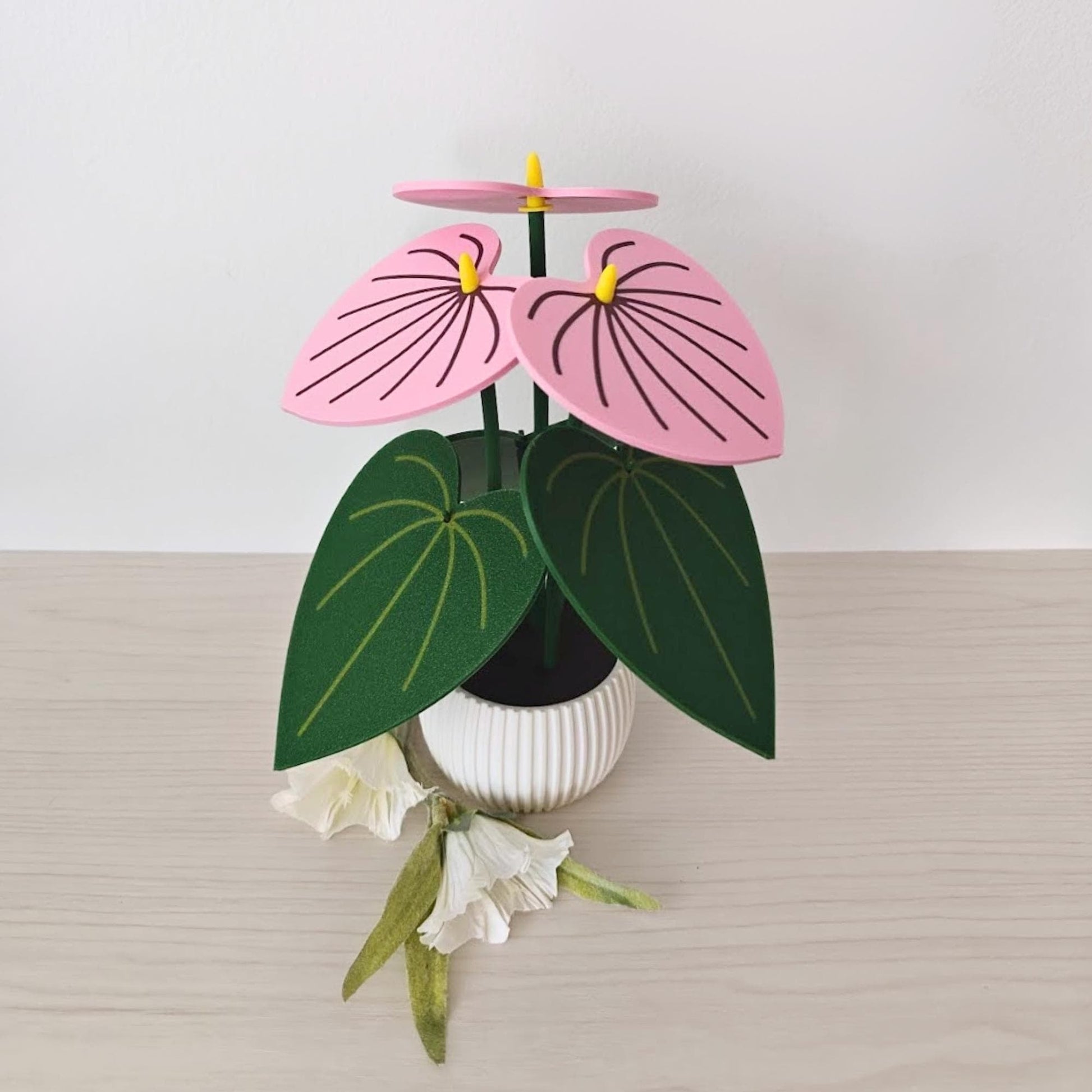 Pink Anthurium coaster plant displayed from the front with green leaves, pink flower coasters and white ribbed pot.