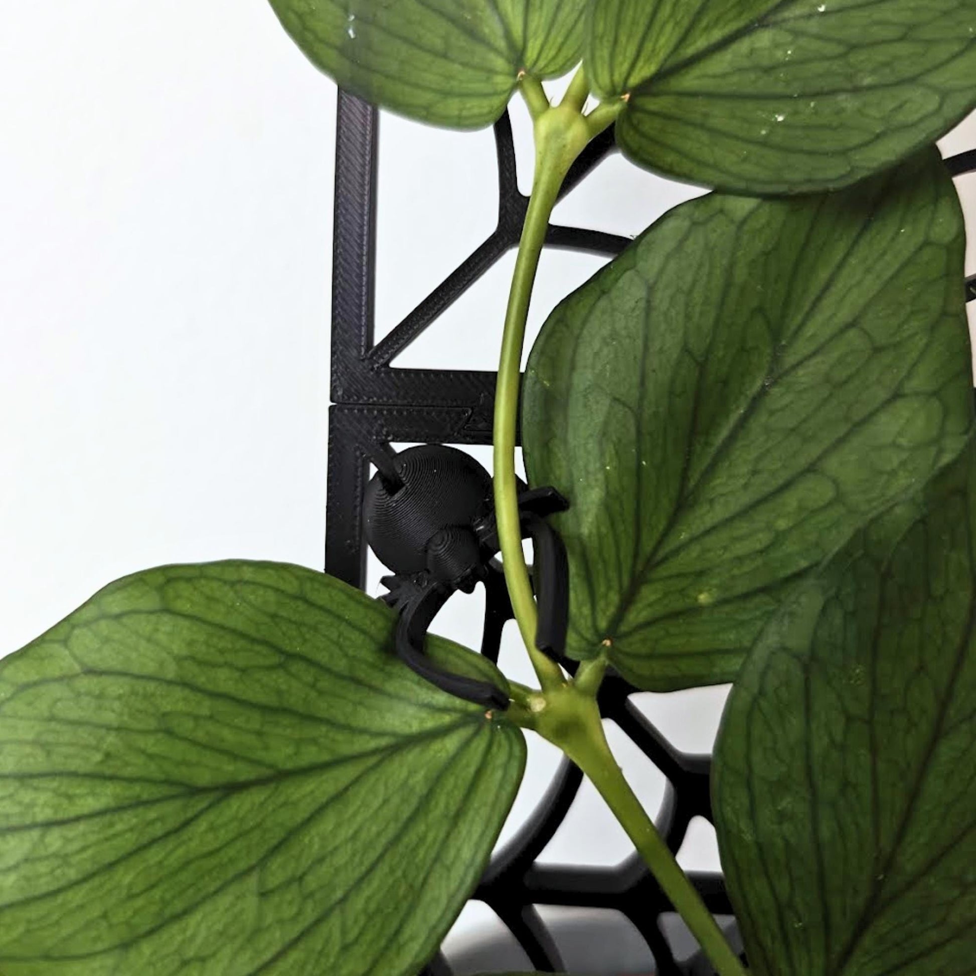 Detailed view of the black spider clip attached to the spiderweb trellis with plant leaves nearby.