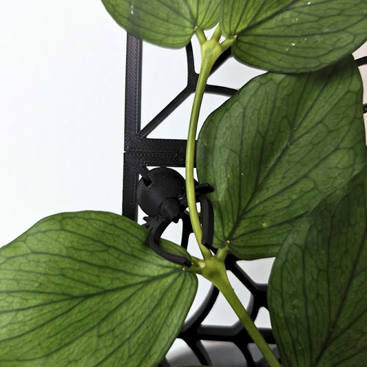 Detailed view of the black spider clip attached to the spiderweb trellis with plant leaves nearby.