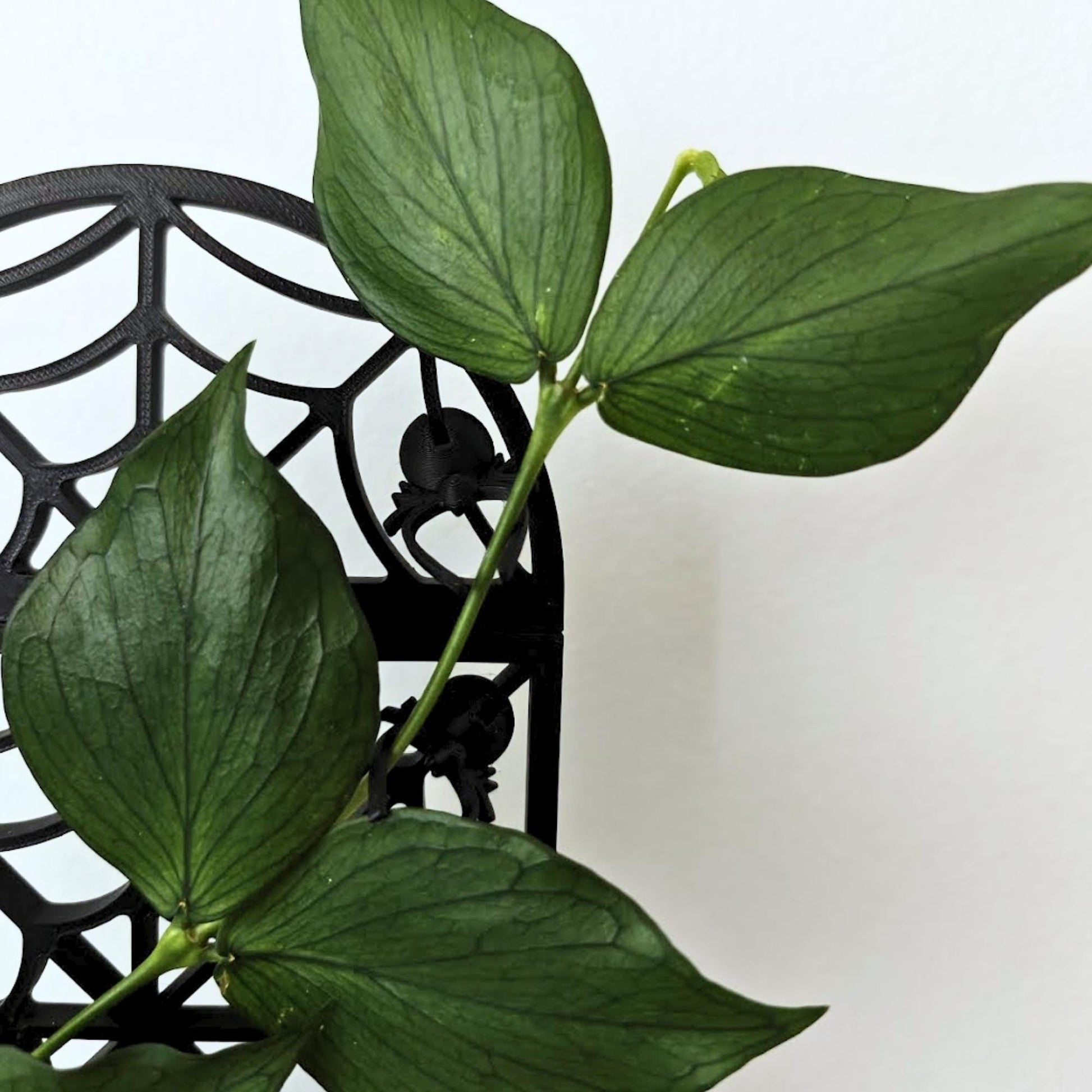 Close-up of plant stems guided through the black modular spiderweb plant support.
