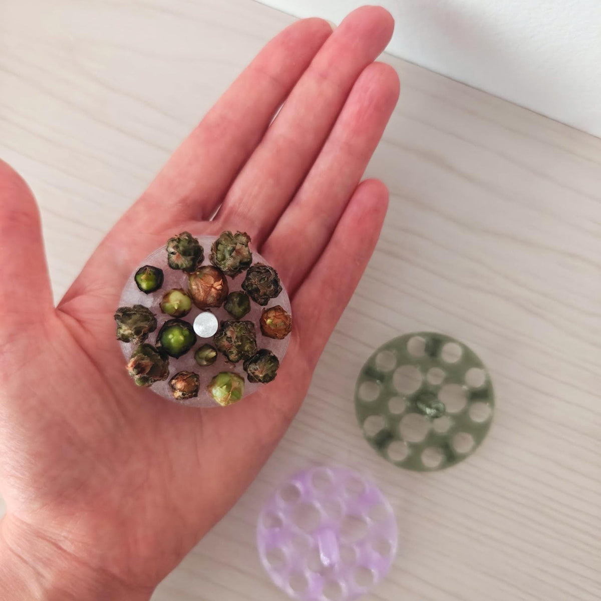 Hand holding a corm-filled riser beside translucent and purple propagation trays to demonstrate its size.