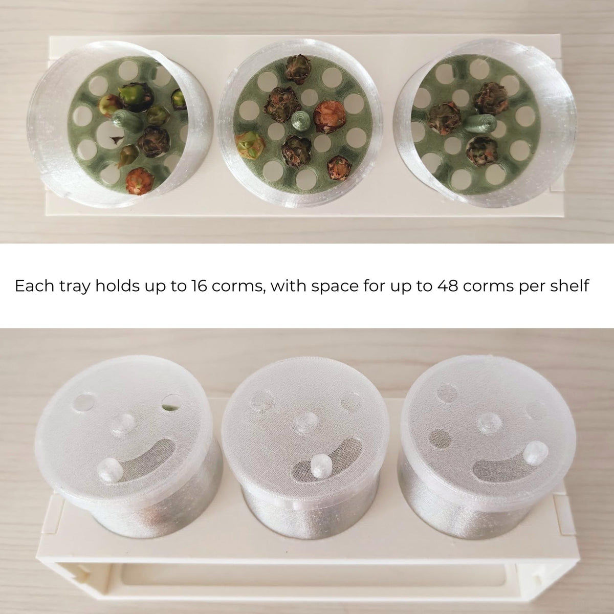 Three removable trays containing Alocasia corms, with adjustable lids shown underneath on the propagation stand.