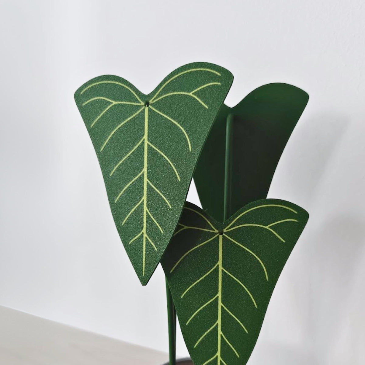 Close-up of green Anthurium Delta Force leaf coasters with contrasting light green vein details