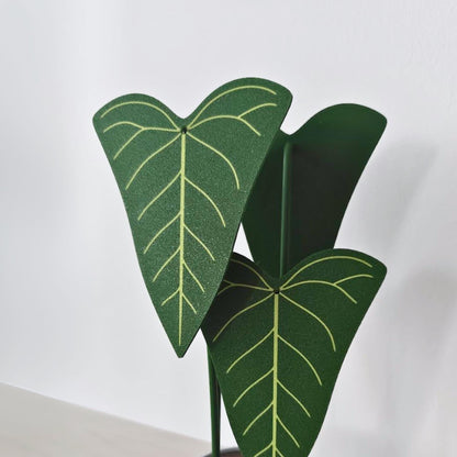Close-up of green Anthurium Delta Force leaf coasters with contrasting light green vein details