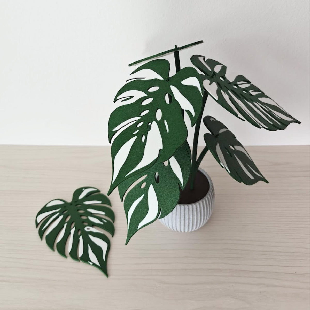 Monstera Devil Monster coaster plant with one leaf coaster removed from the display