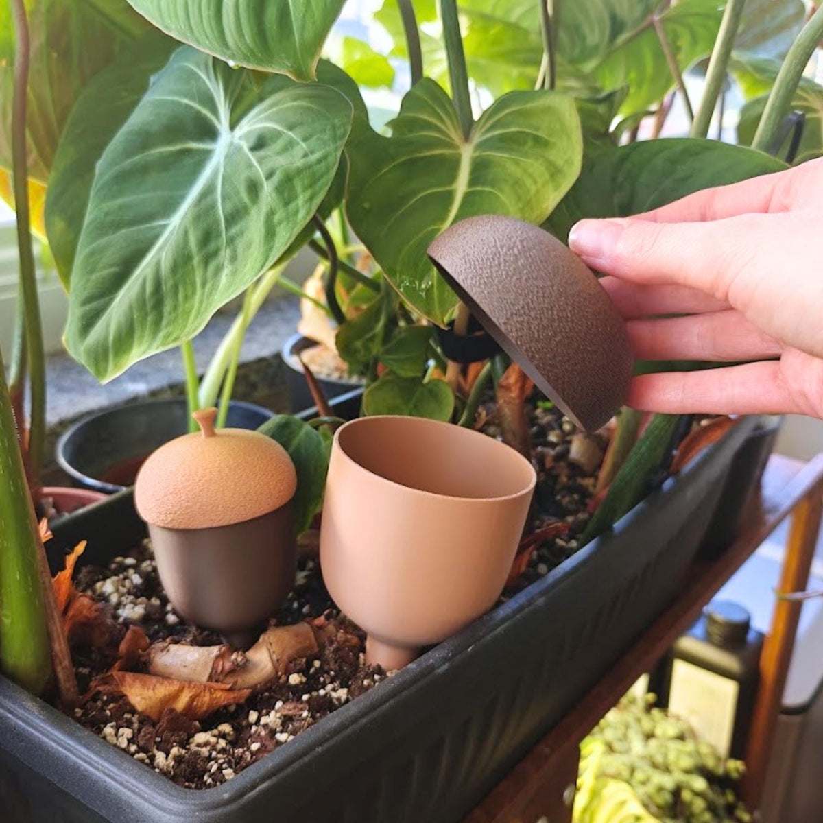 Large acorn watering reservoir shown open in a plant pot while the textured lid is being removed by hand.