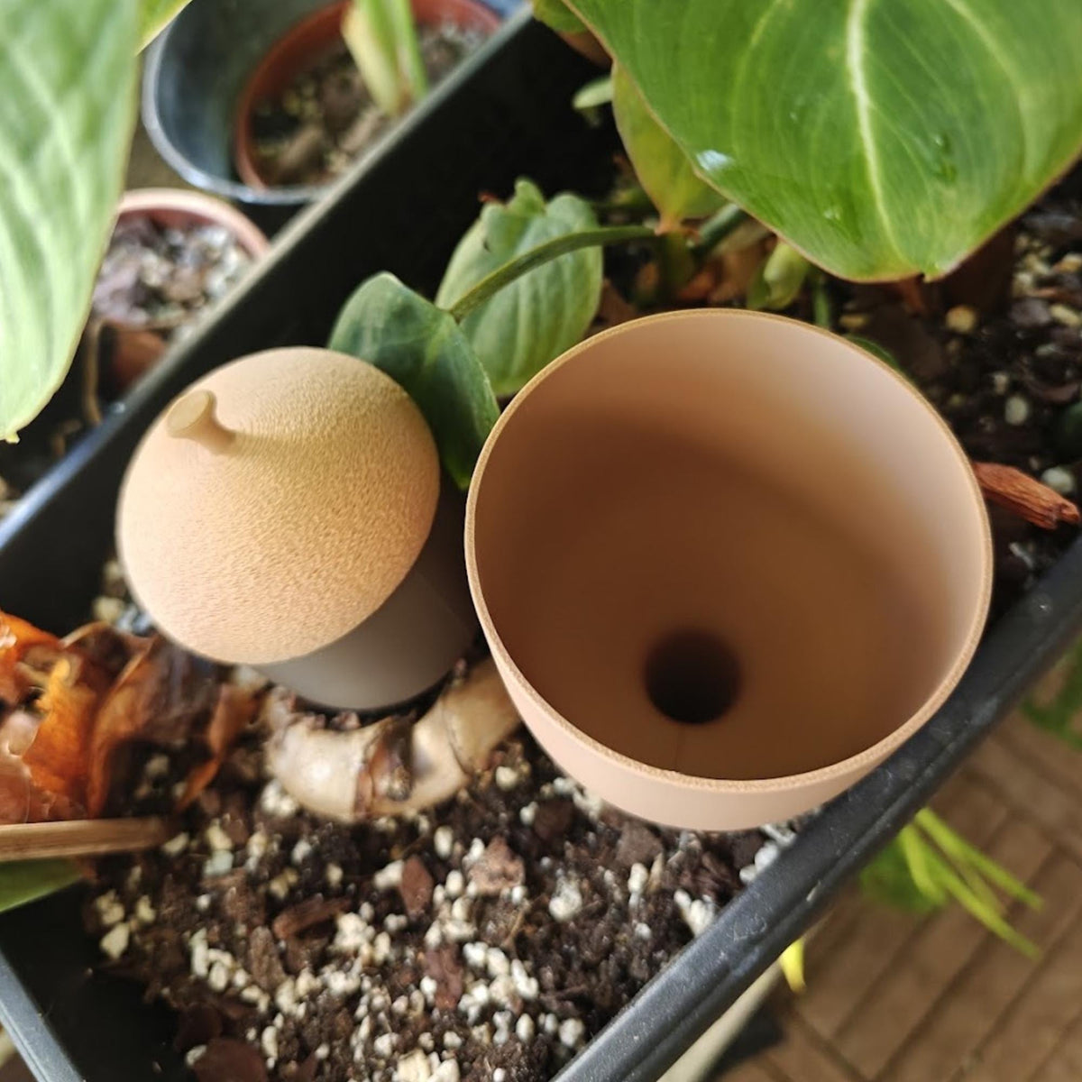 Top view of an open acorn watering container showing the hollow water reservoir and filling opening.