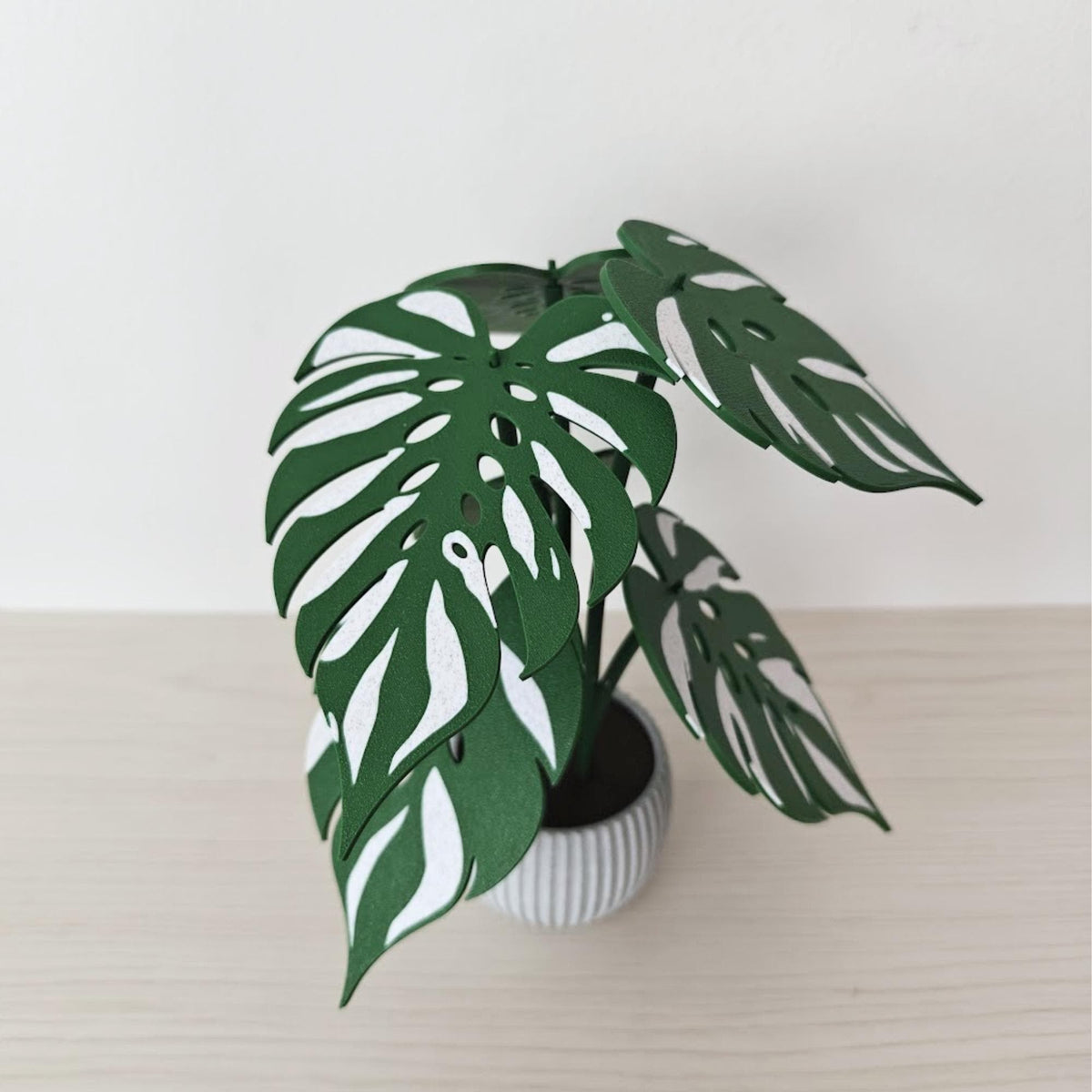 Front view of assembled Monstera Devil Monster coaster plant in ribbed pot