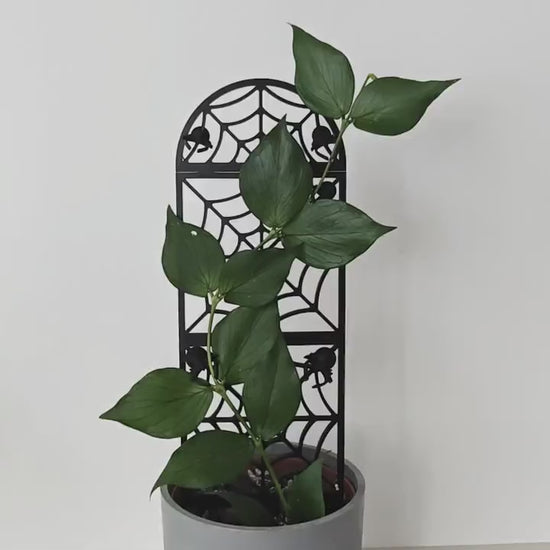 Spiderweb Extendable Modular Trellis with Spider Clips, Gothic Plant Support, Stackable Houseplant Trellis, 3d Printed Vine Grid