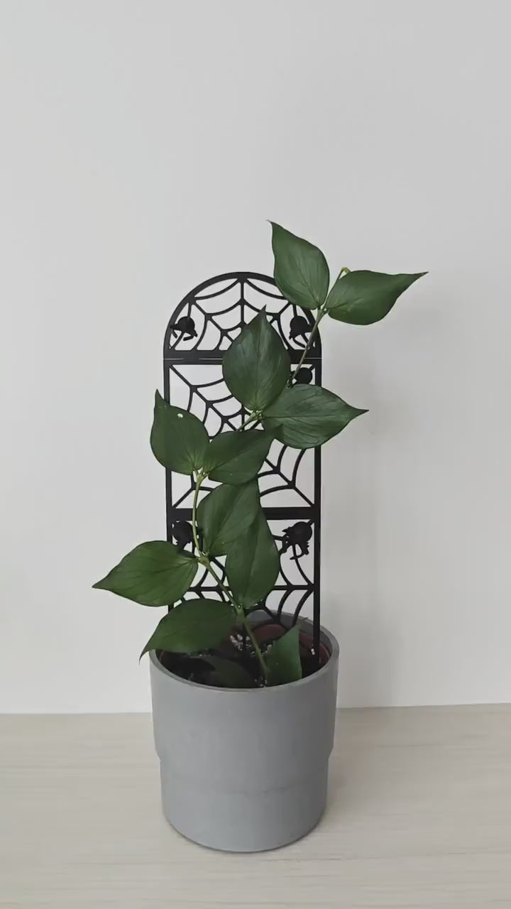 Spiderweb Extendable Modular Trellis with Spider Clips, Gothic Plant Support, Stackable Houseplant Trellis, 3d Printed Vine Grid