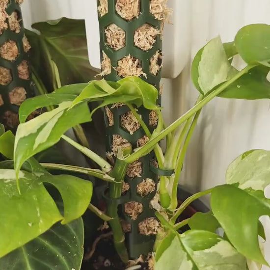 Modular Moss Pole, With Watering Reservoir or Cap, 3D Printed Extendable Plant Support System