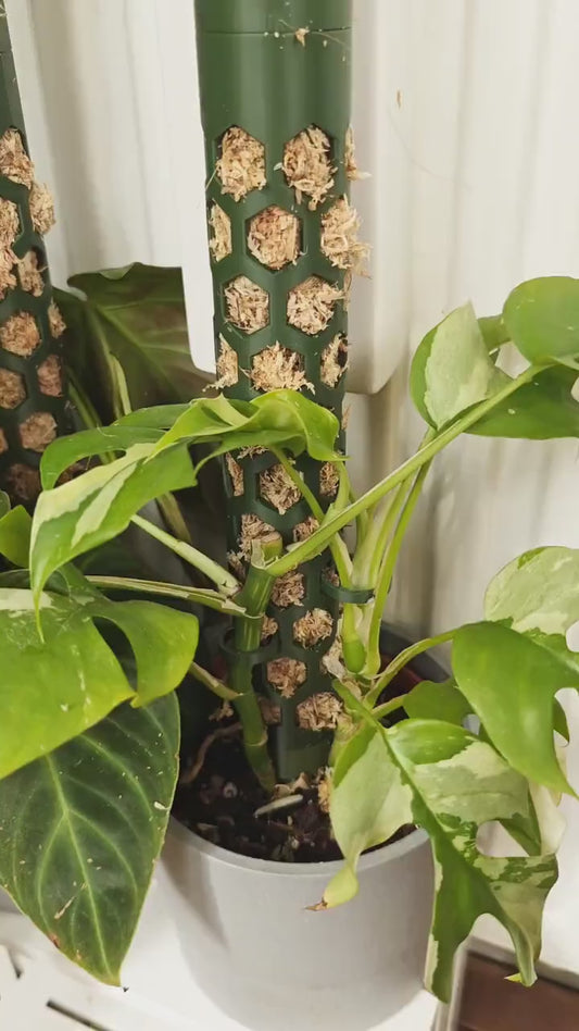 Modular Moss Pole, With Watering Reservoir or Cap, 3D Printed Extendable Plant Support System